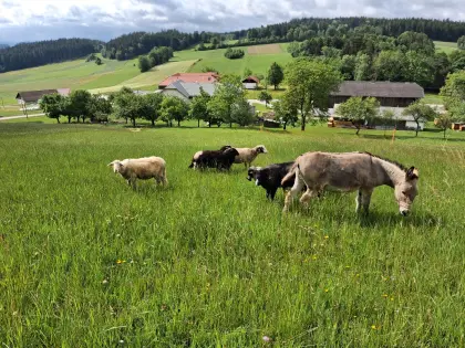 Waldschafe zu verkaufen