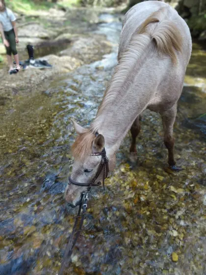 Liebe Ponystute im Red-Roan-Look