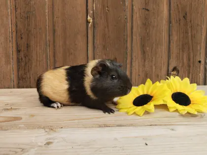 Meerschweinchen, die noch ein neues Zuhause suchen