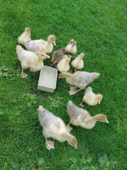 Gänse