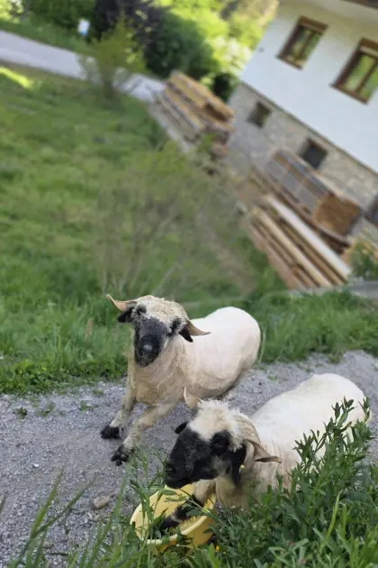 Walliser Schwarznasenschaf