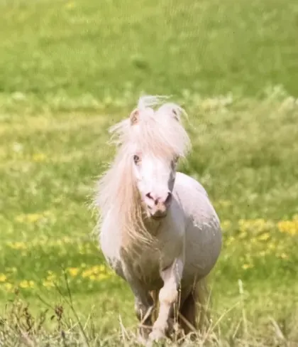 Mini-Shetland-Pony-Stute