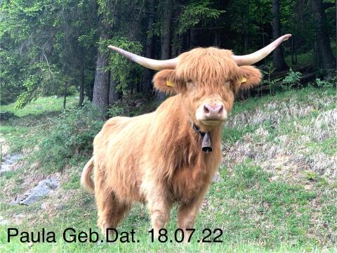 Hochlandrindkuh Bio