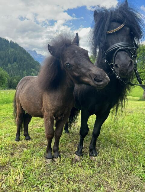 Toller Mini-Shetland-Pony-Hengst!