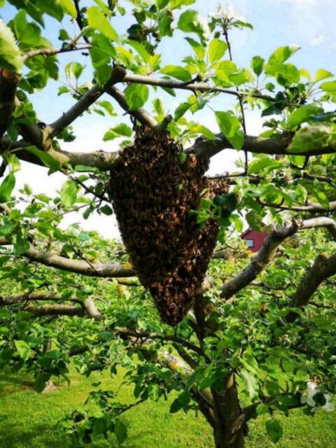 Bio-Bienen, Kehrschwärme, Ableger, Carnica, bio-zertifiziert