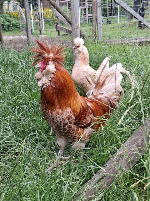 Brabanter Chamois Zuchtstamm