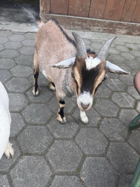 Kastrierter Zwergziegenbock