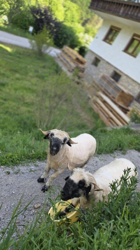Walliser Schwarznasenschaf