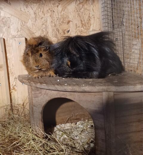 Zwei Meerschweinchenmädls zu vergeben