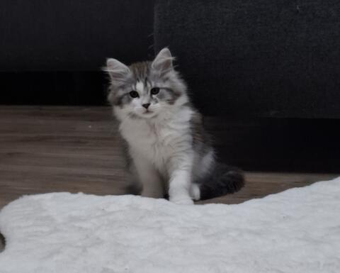 Katzenbabys (Maine Coon)
