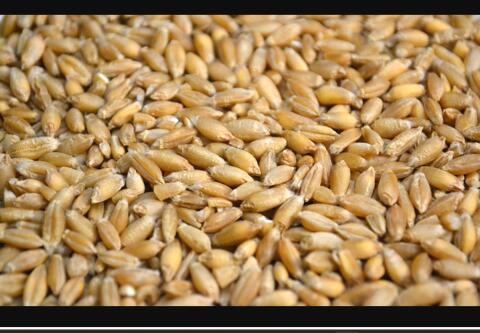 Bio-Triticale