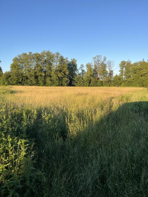 Heu, Silage