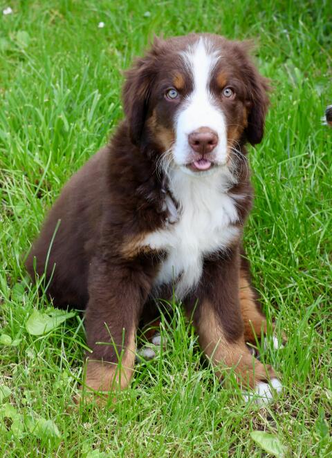 Berner Sennenhund Swissydog Welpe