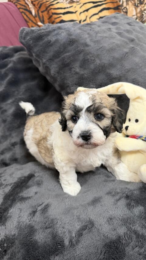 Bichonpoo (Bichon Frise mit Zwergpudel) mit AT