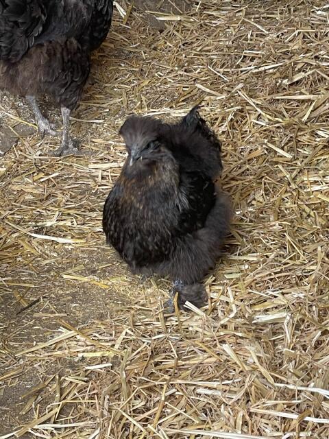 Seidenhuhn, Seidenhühner-Mixe, legerereife Junghennen