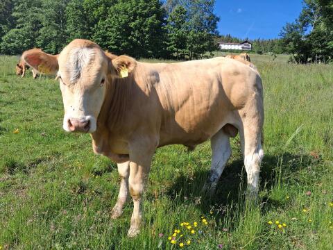 Bio-Stier