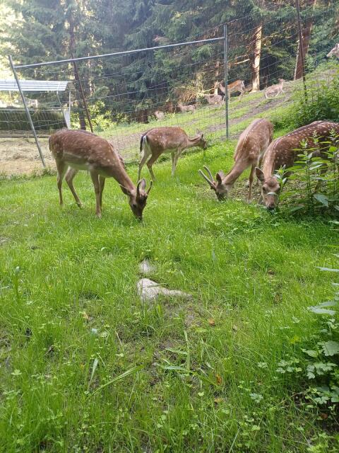 Damwild