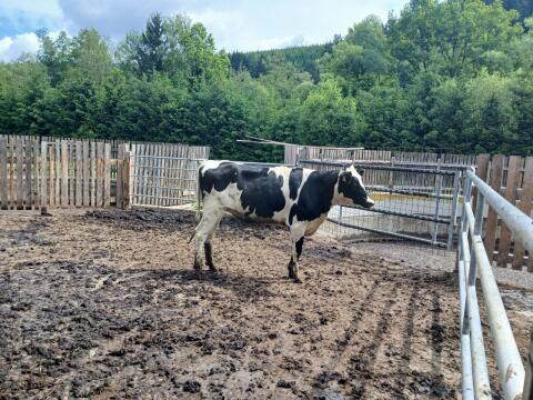 Holstein Kalbinnen