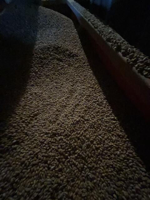 Futterweizen