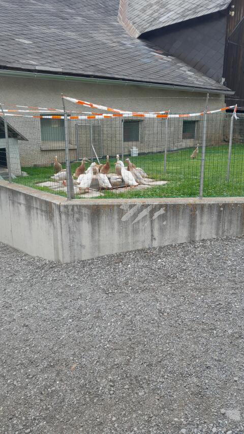 Laufenten