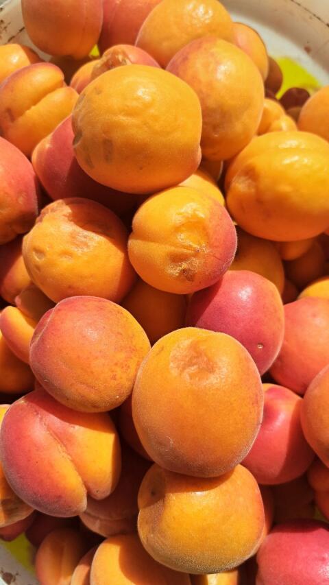 Marillenmaische