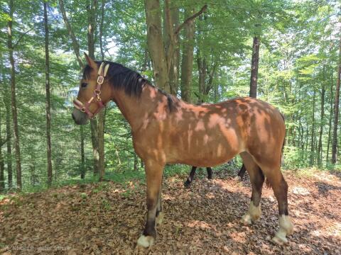 Pony-Stute, Jährling, 144 cm Endmaß