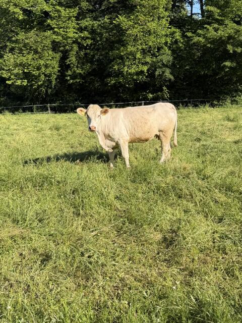 Charolais-Kuh