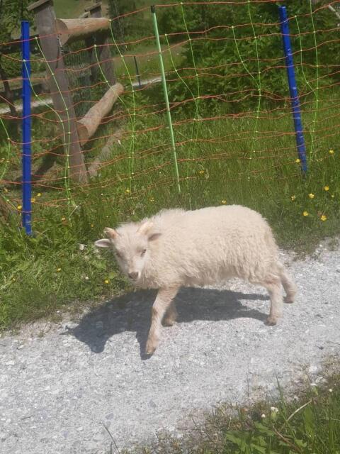 Zwergschaf/Quessant