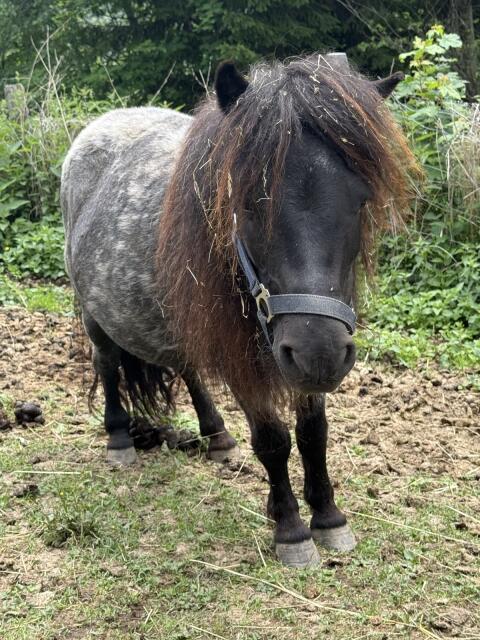 Ponystute mit Fohlen