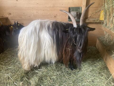 Walliser Schwarzhalsziegen HB, Bio