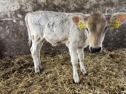 Bio-Kalb weiblich, Brown Swiss