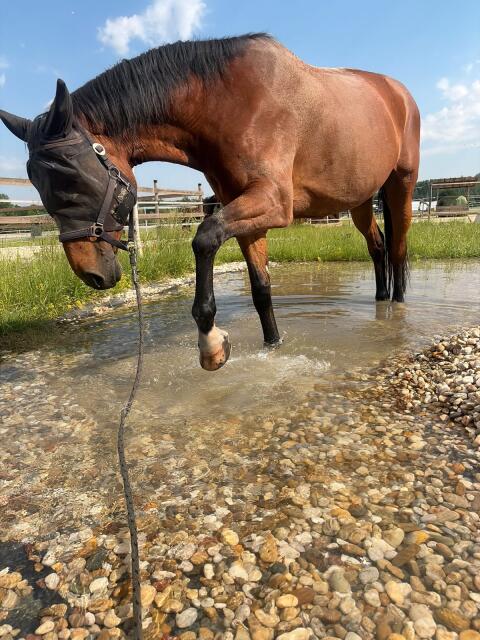 Trainingspferd Checklana