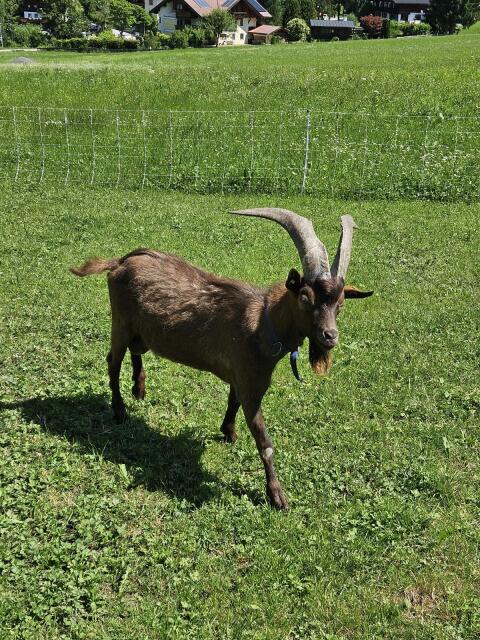 Aosta-Bock Sigi