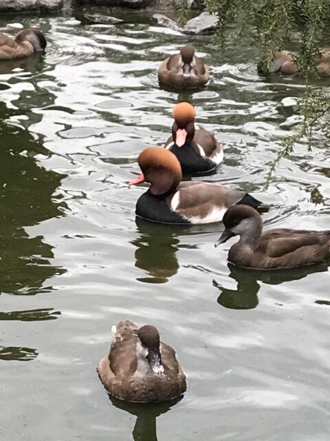 Enten, Zierenten, Schwäne, Gänse, Säger