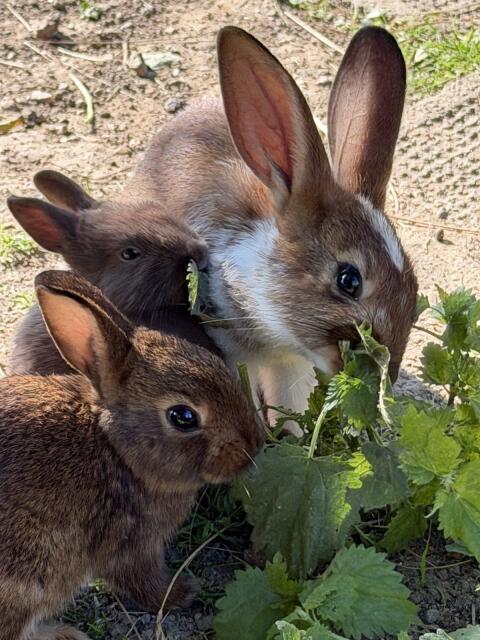 Kaninchen-Jungtiere
