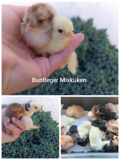 Mixküken-Gruppe aus bunten Eiern