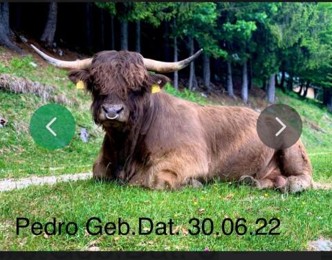 Schottisches Hochlandrind mit Kalb