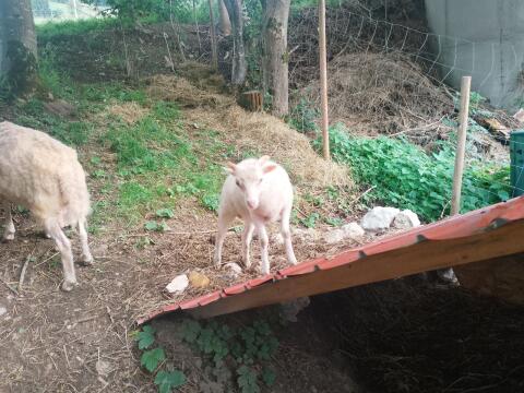 Quessant-Bock