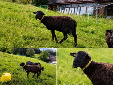 Verkaufe Jura Widder