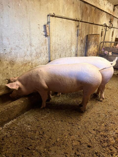 Verkaufe schöne trächtige Jungschweine
