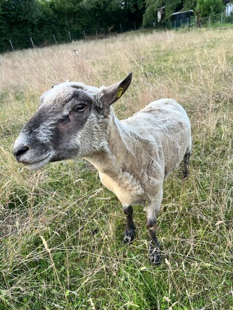 Verkaufe Shropshire-Herde
