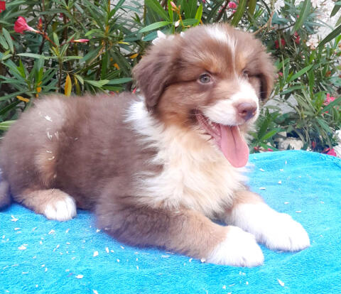 Wunderschöne Australian Shepherd-Welpen zu verkaufen