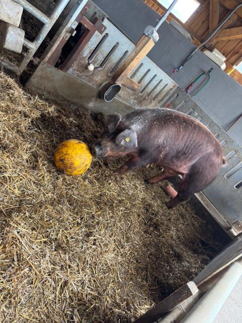 Duroc Bär