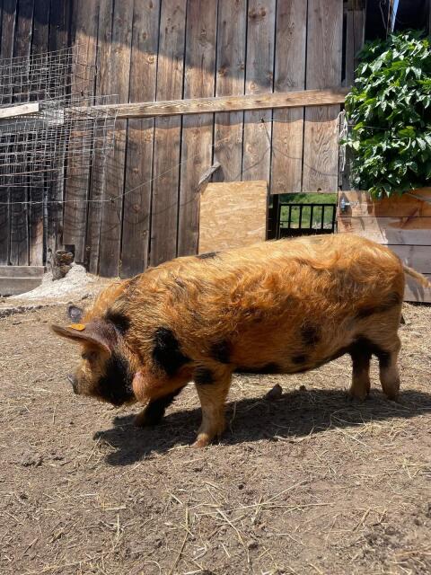 Kune-Kune-Kastraten
