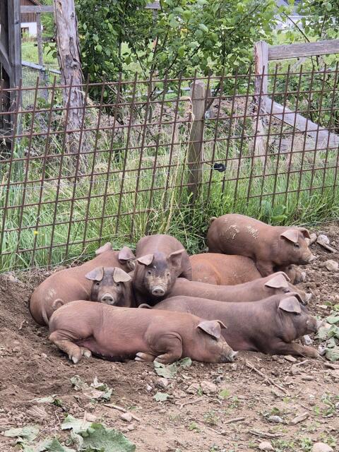 Duroc Ferkel