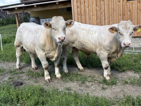 Charolais Jungstiere
