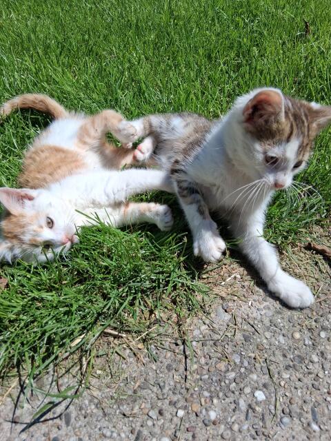 Babykatzen