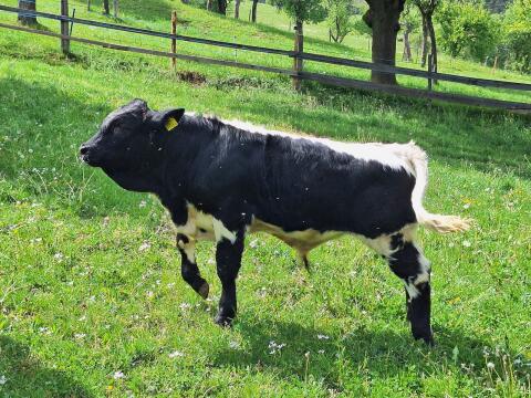 Pustertaler Sprinzen Stier