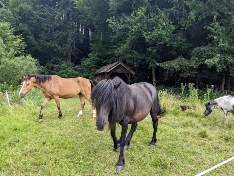 Topfitte, robuste, gutmütige Fellpony-Haflinger-Mix-Stute