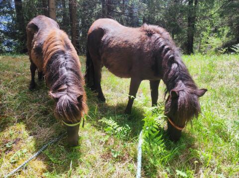 Shetlandpony Jungstute